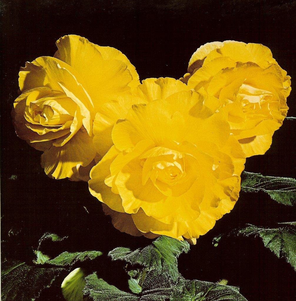 B. ‘Gold Plate’